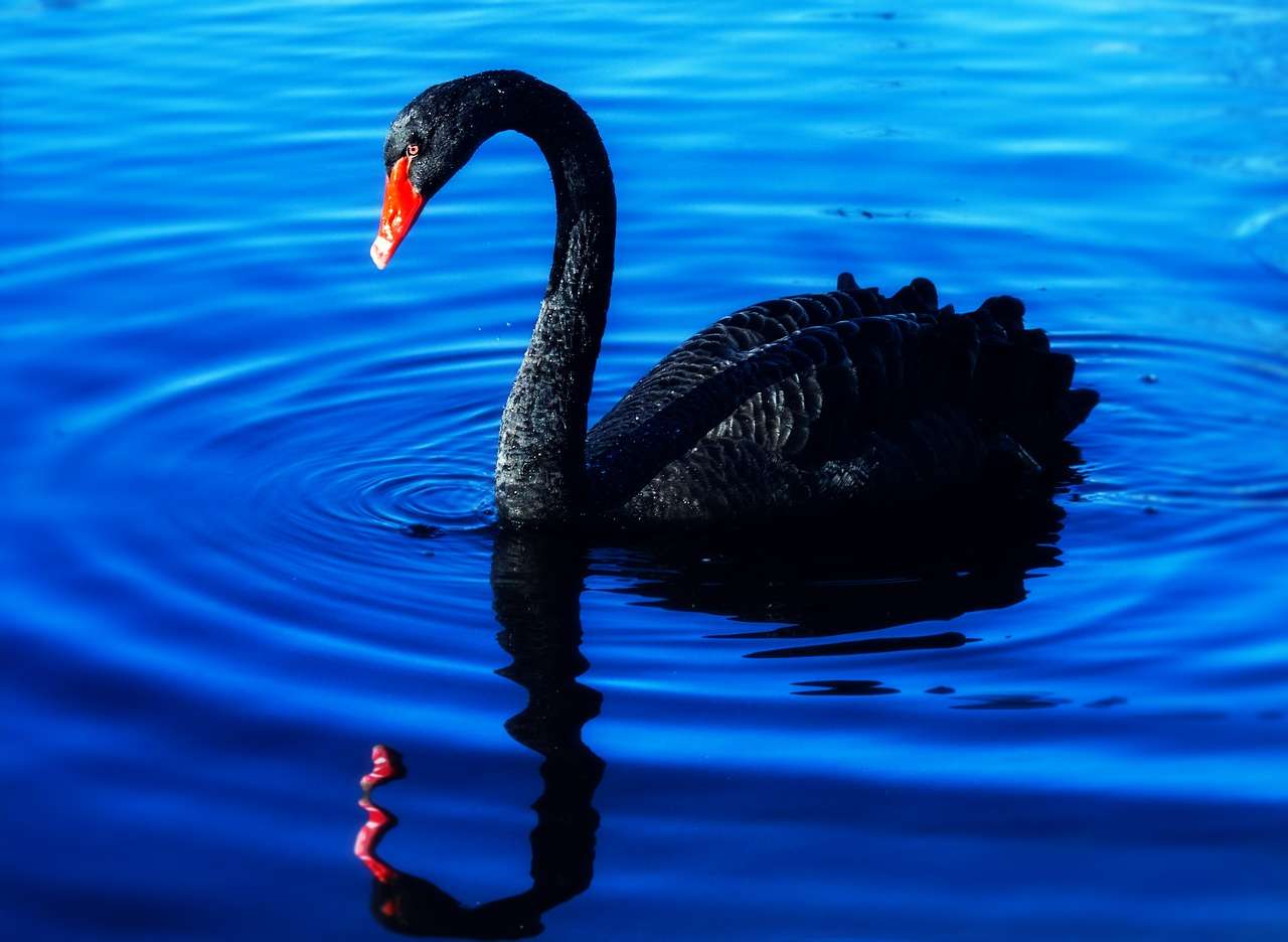 cigno nero