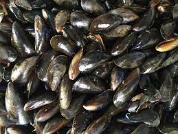 cozze