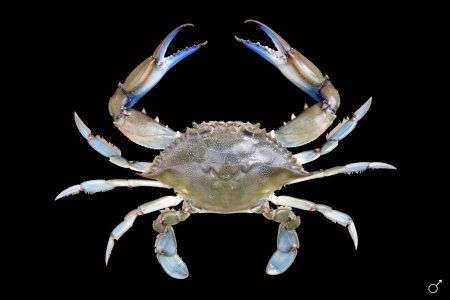 Callynectes sapidus – granchio reale blu
