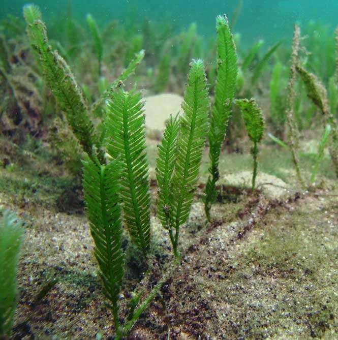Caulerpa taxifolia – alga invasiva