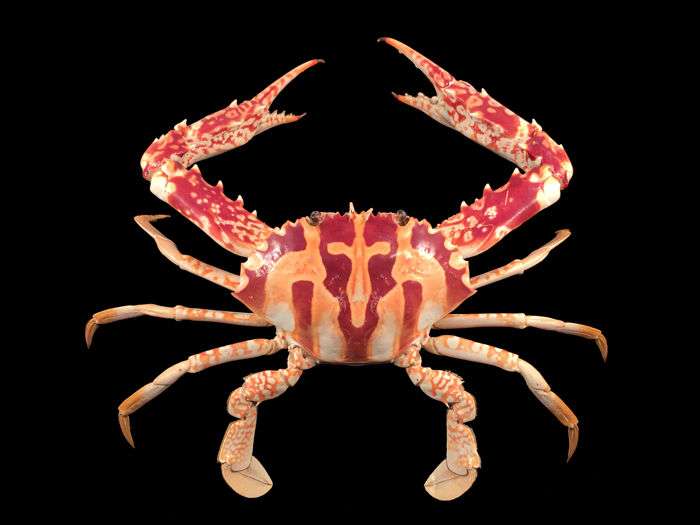 Charybdis feriata – granchio crocifisso