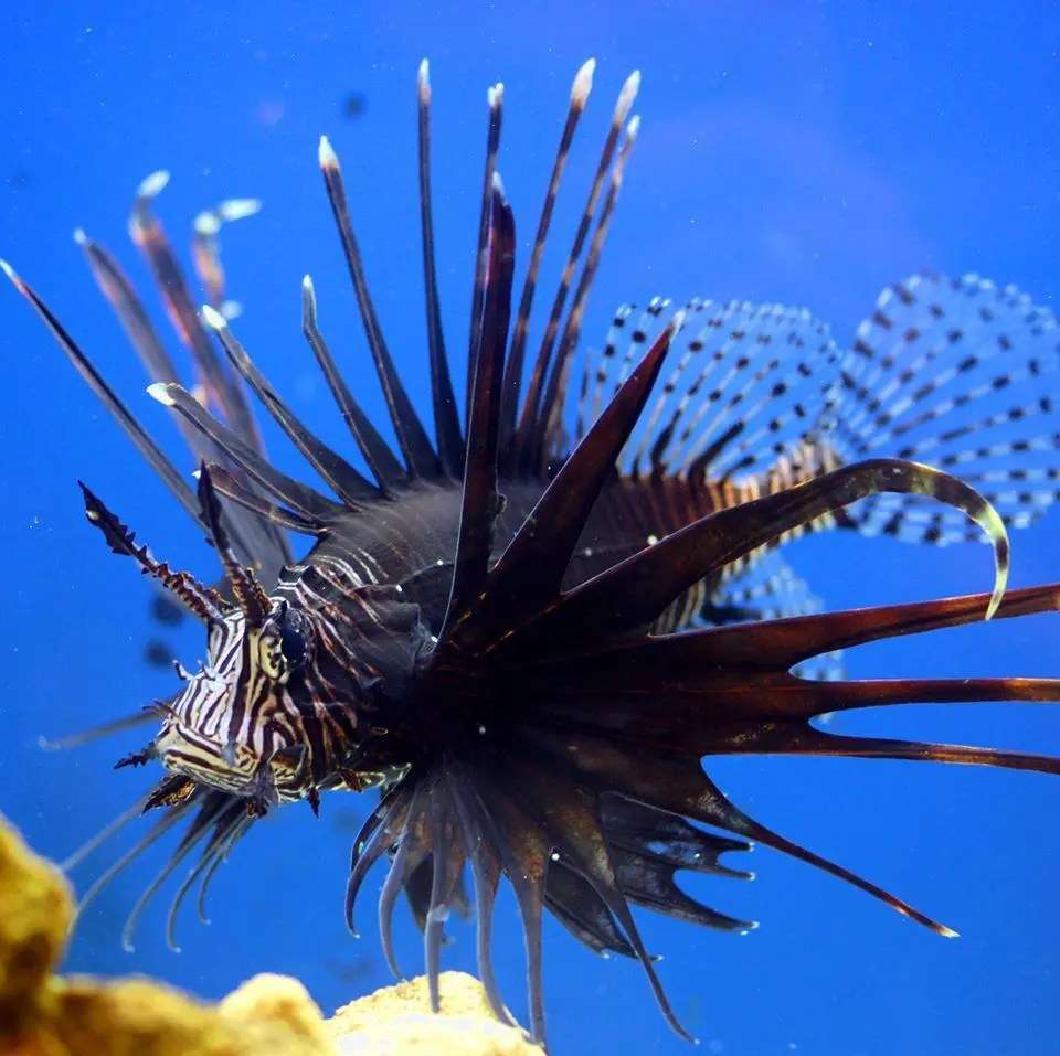Pterois volitans – pesce scorpione