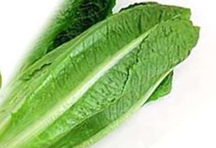 lattuga