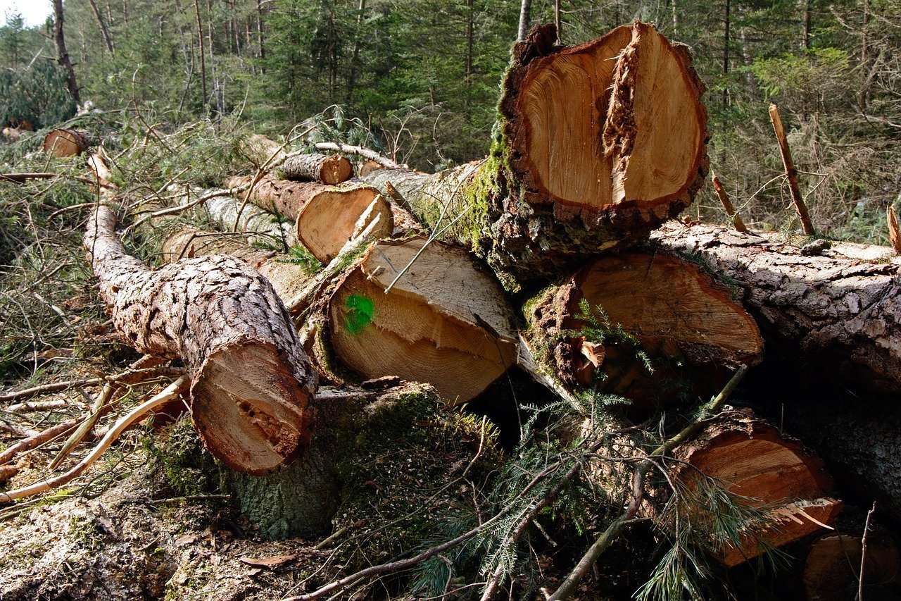 tree-trunks-666069_1280