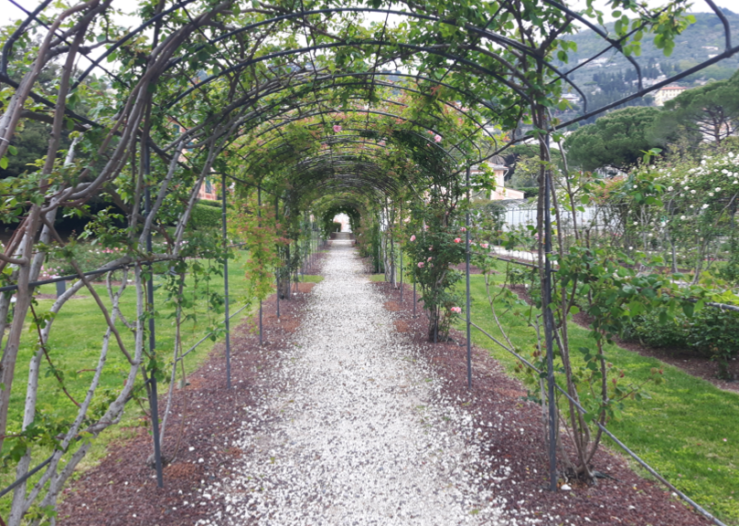 Roseto nervi