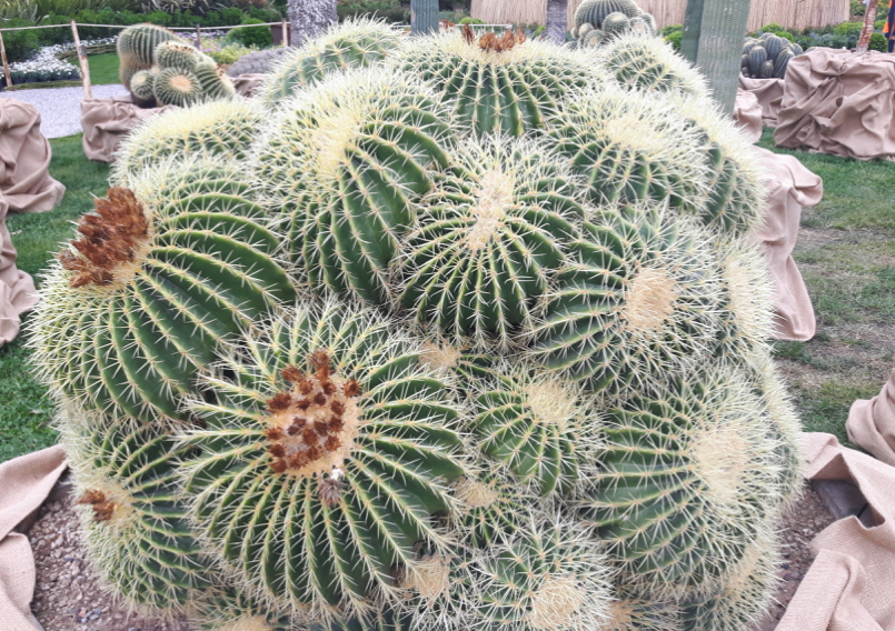 Euroflora
