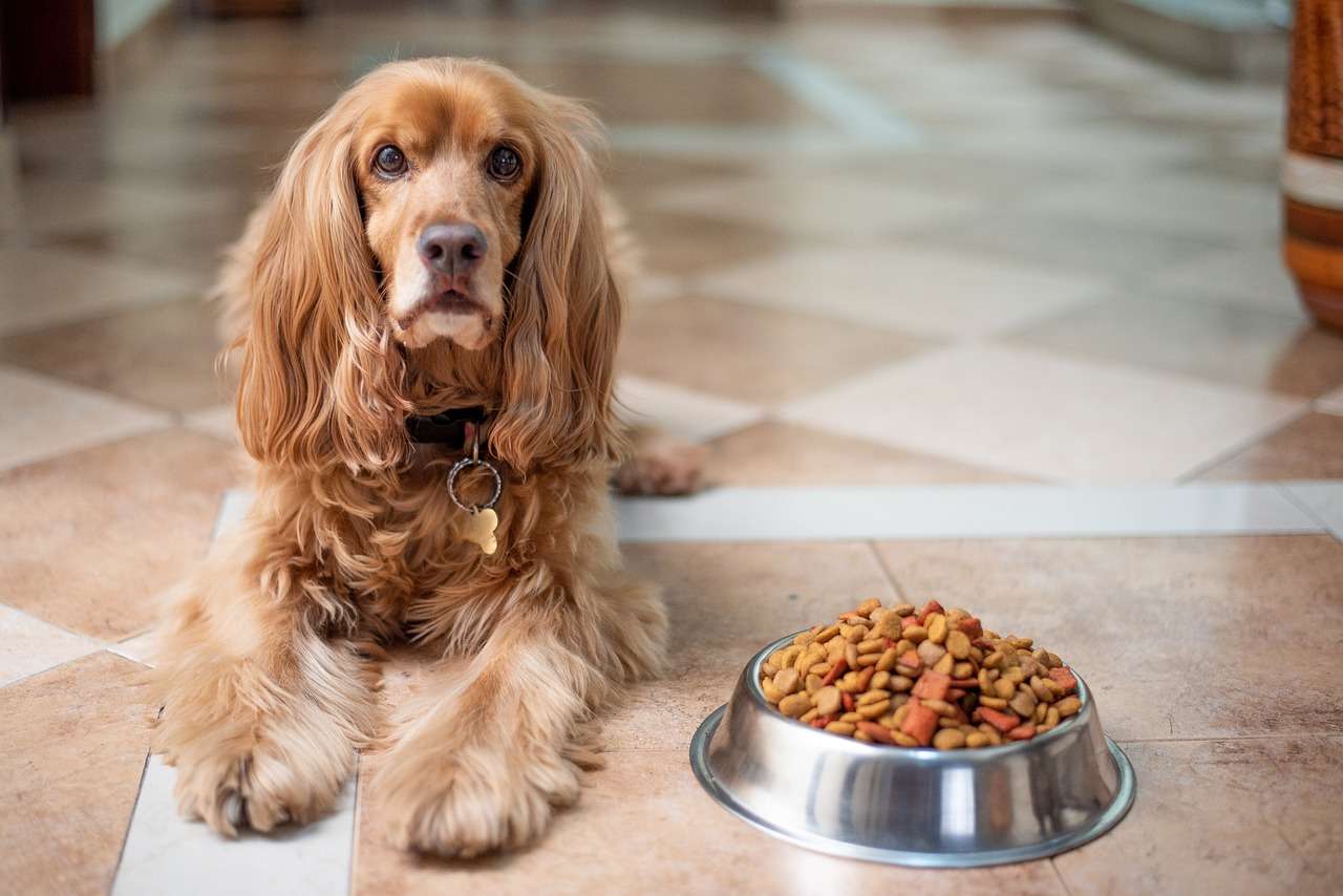 agras pet food animali agras