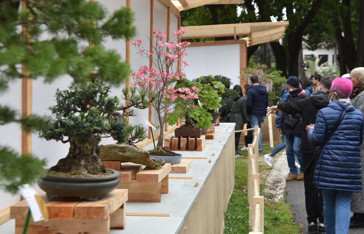 bonsai