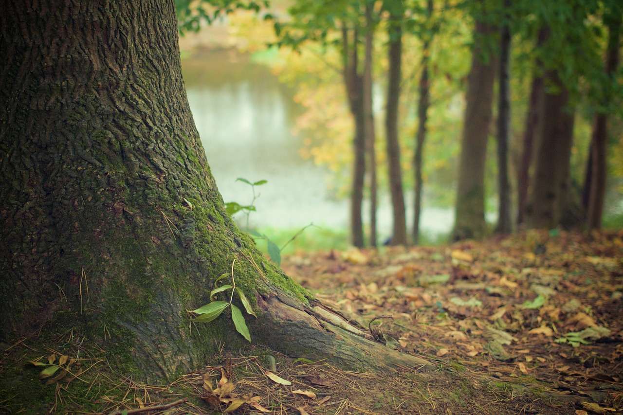 bosco alberi foresta rimboschimento