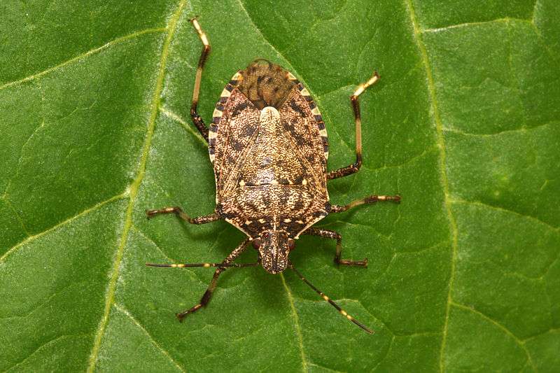 cimice asiatica