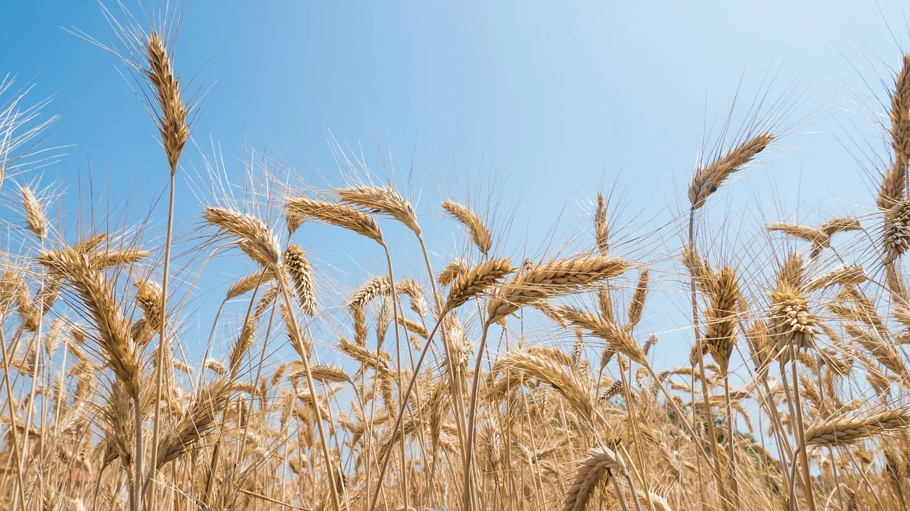 grano