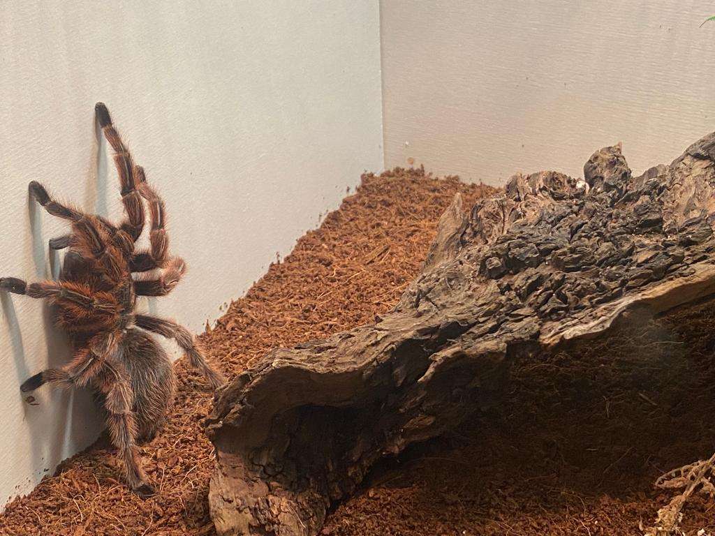 spider 1