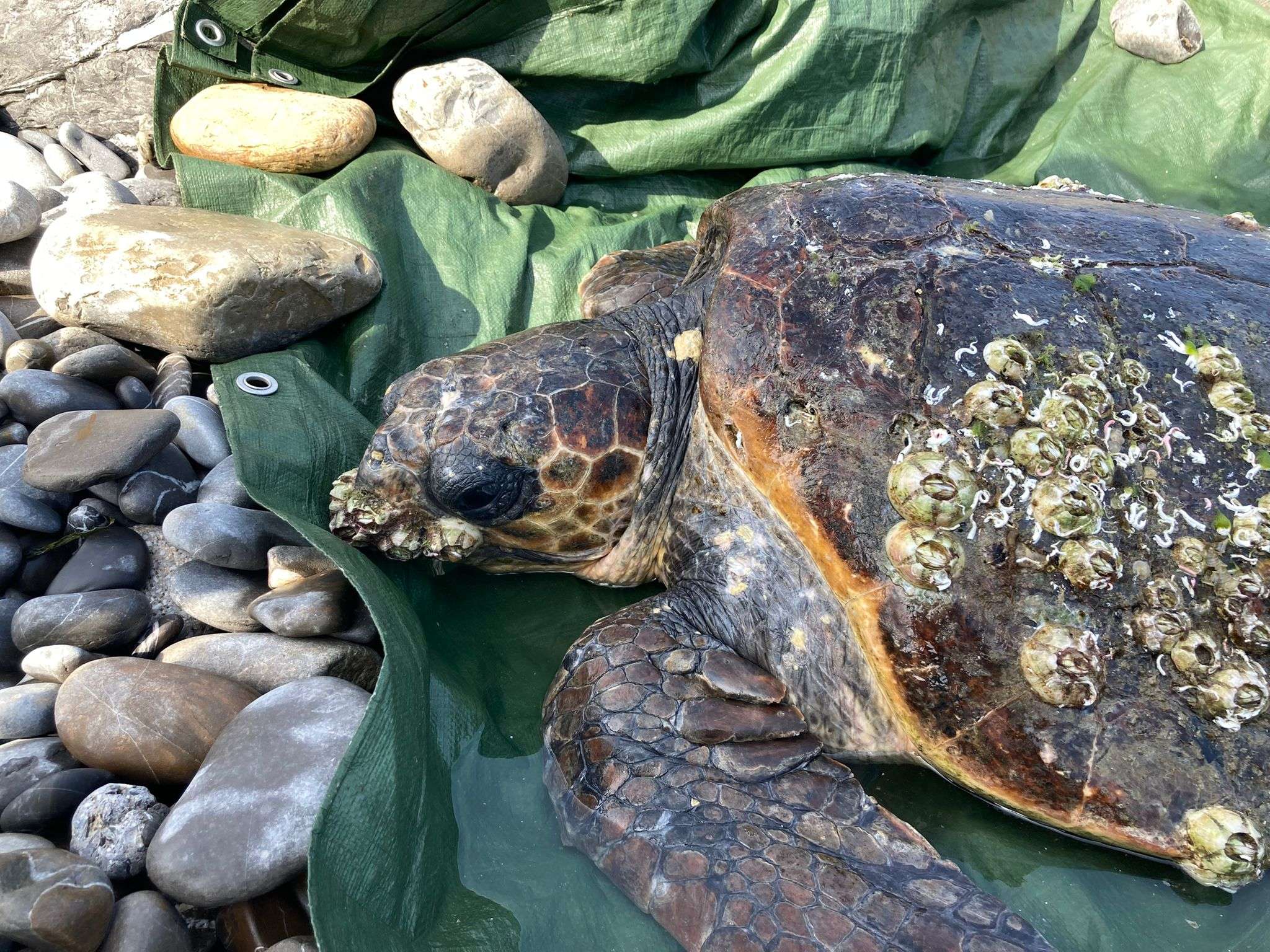 CARETTA CARETTA