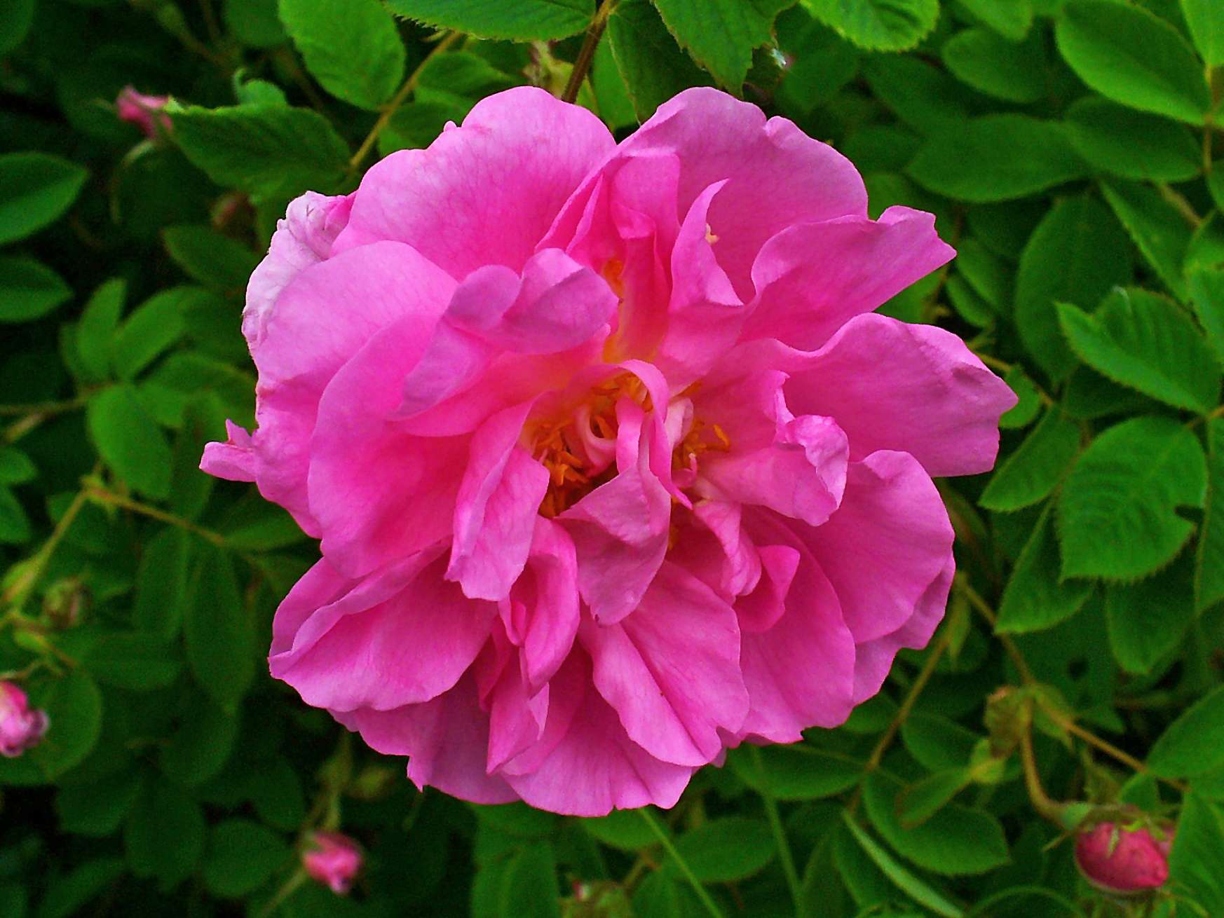 Rosa_damascena_002