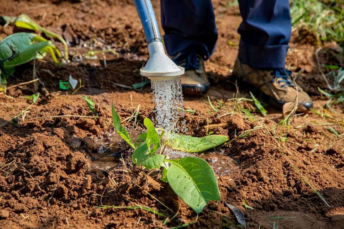 siccità acqua orto innaffiare