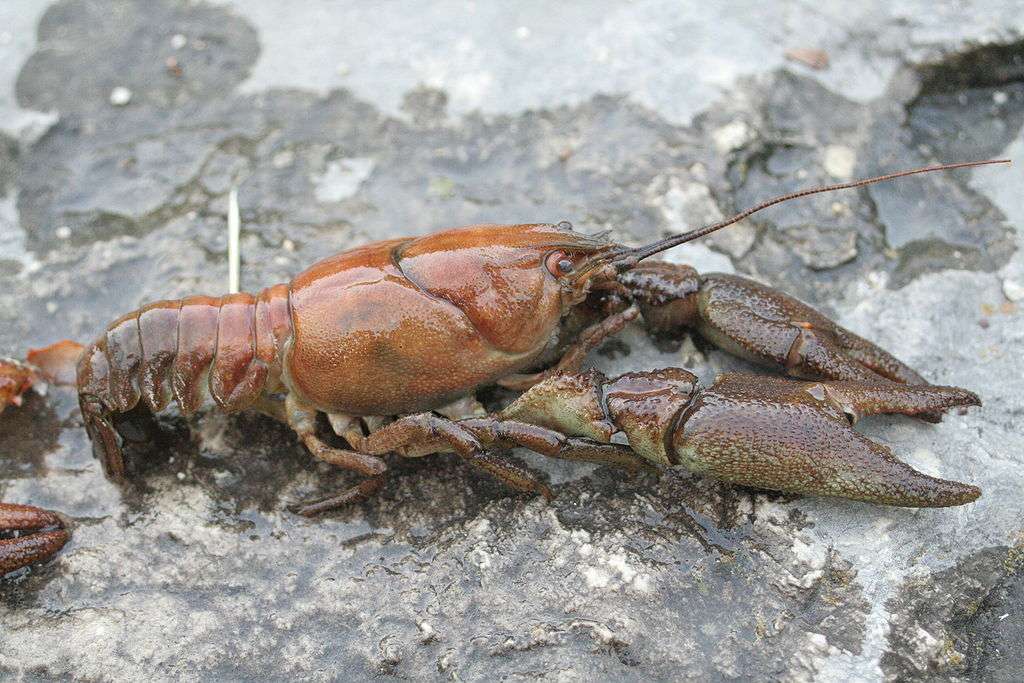 1024px-Austropotamobius_pallipes