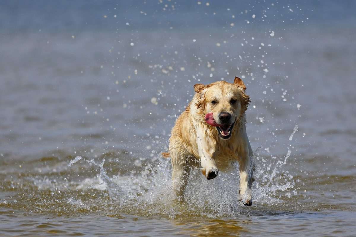 golden-retriever-g1b03499af_1280
