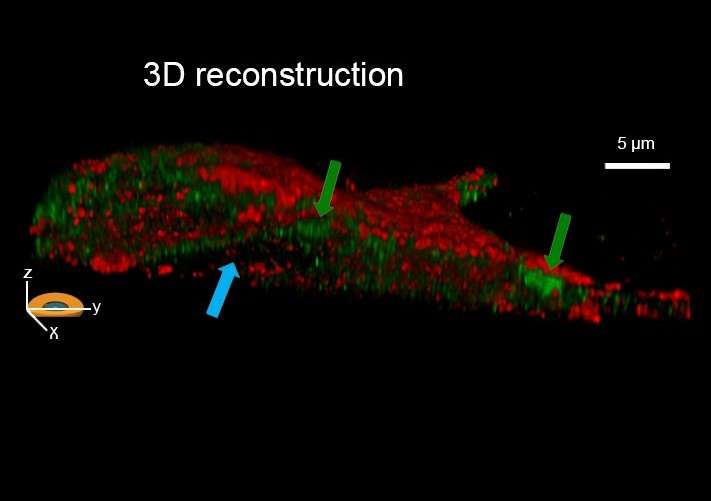 ricerca unige sla