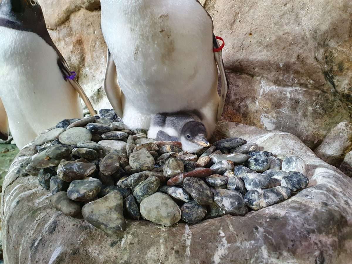 Pinguino Papua acquario