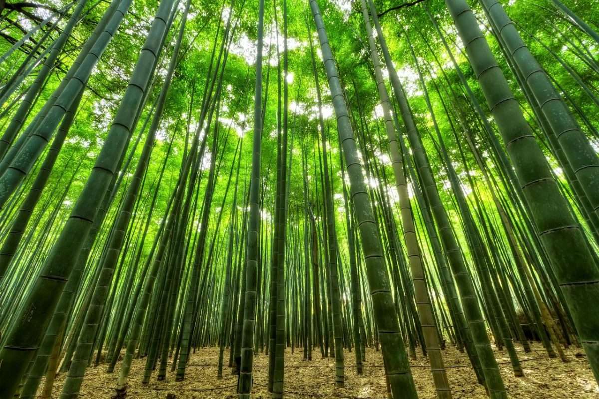 bamboo-gc1b47407f_1280