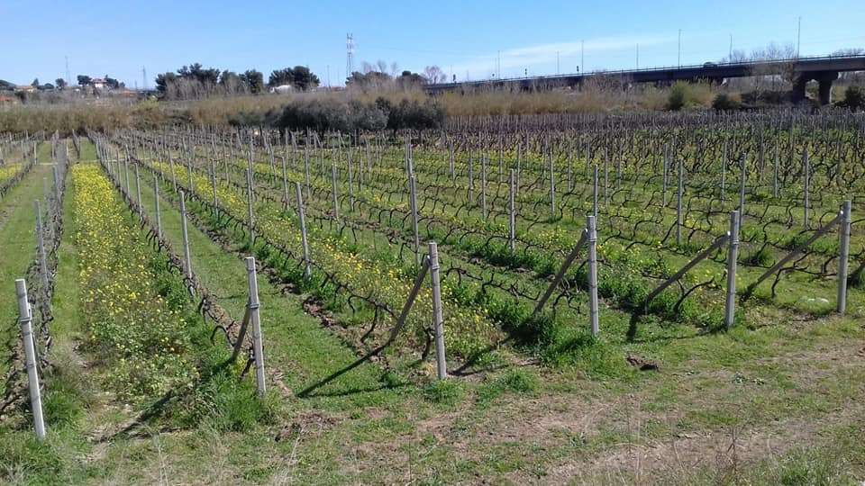 vigneti