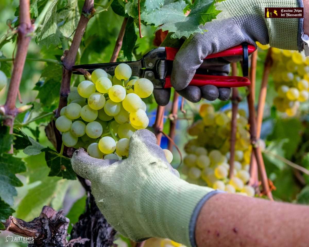 Vendemmia 1