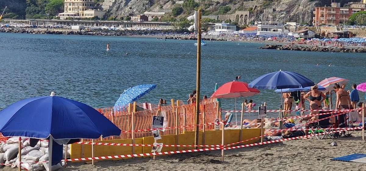 Webcam spiaggia Levanto per streaming schiusa nido Caretta caretta