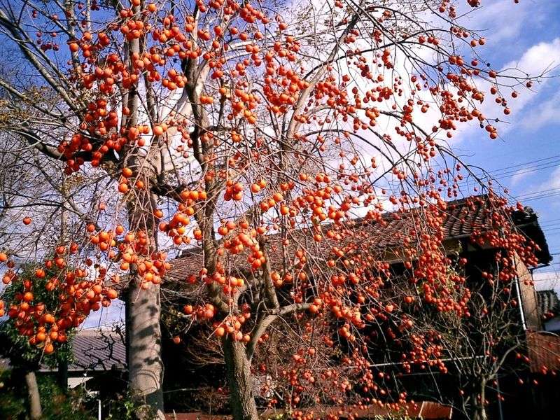 albero caco campagna