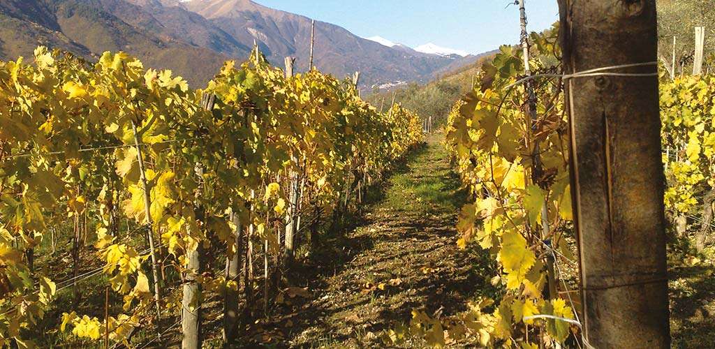 tenuta-maffone-chi-siamo-03