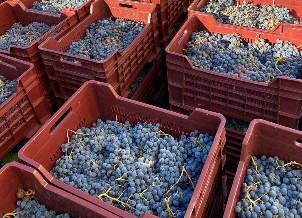 vendemmia (1)