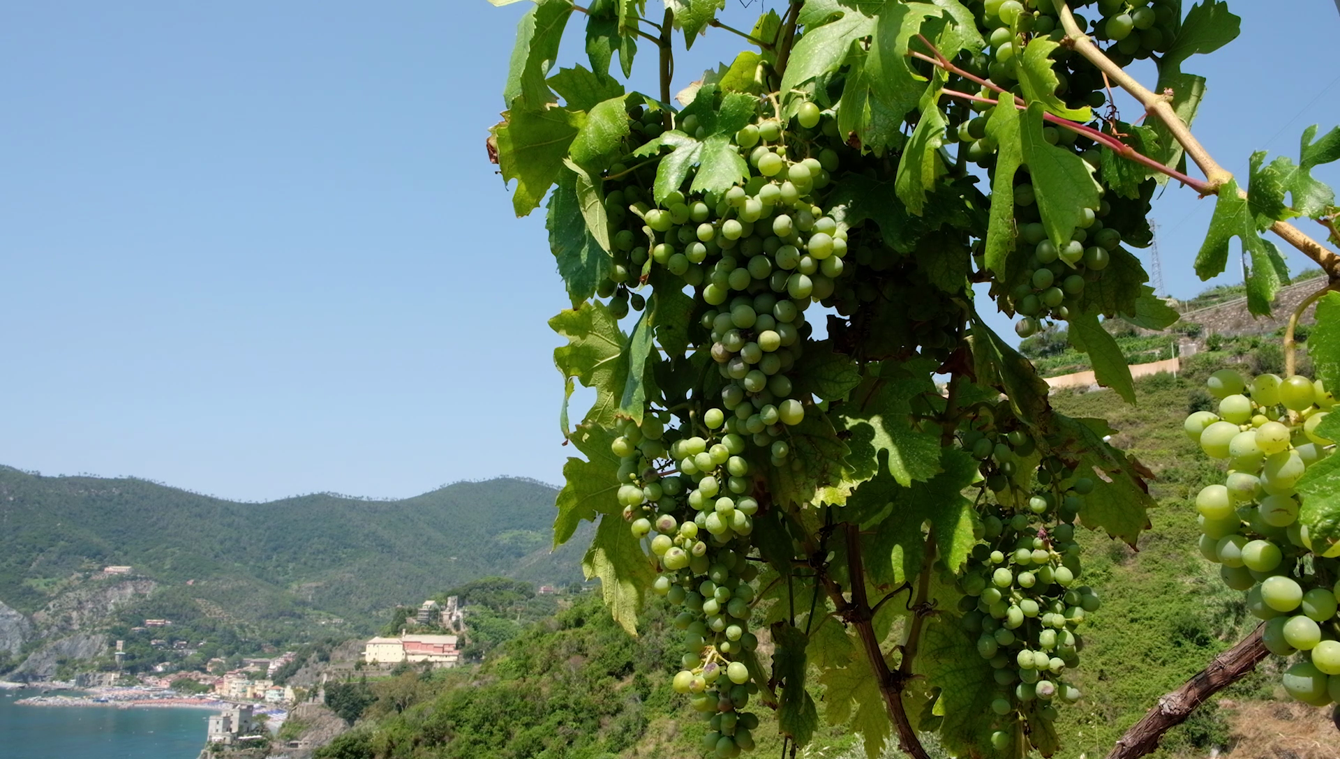 Estrazione di sostanze funzionali dalle vinacce _18037