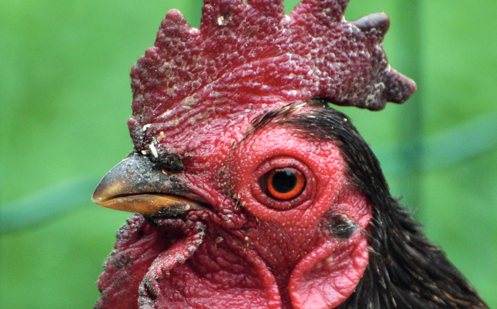 gallina