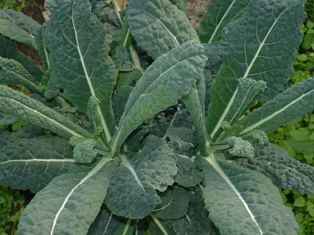 cavolo nero