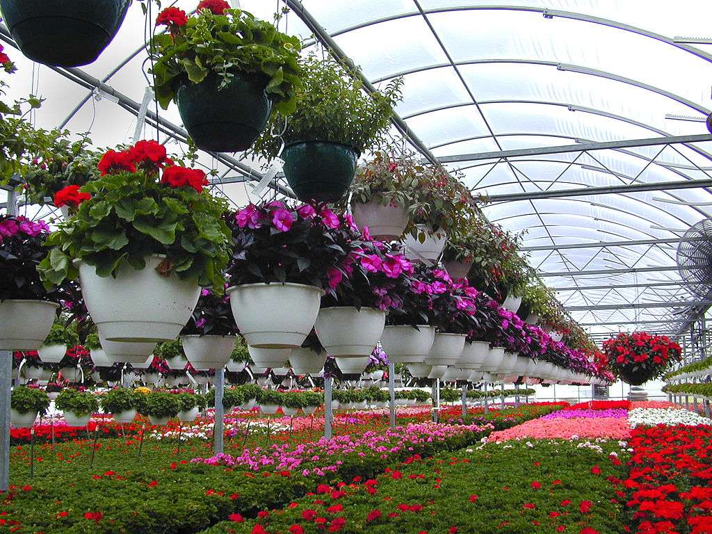 floricoltura