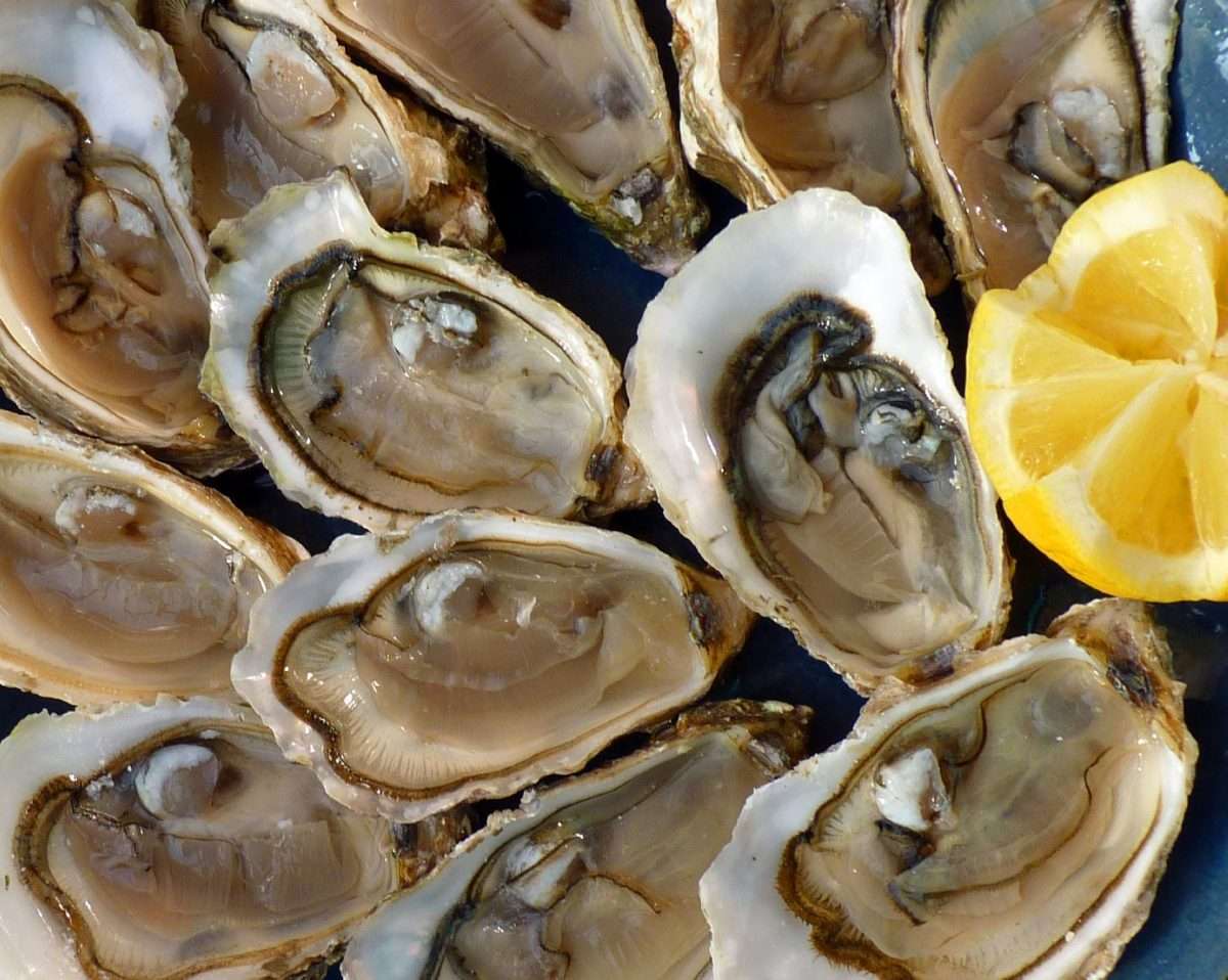 ostriche
