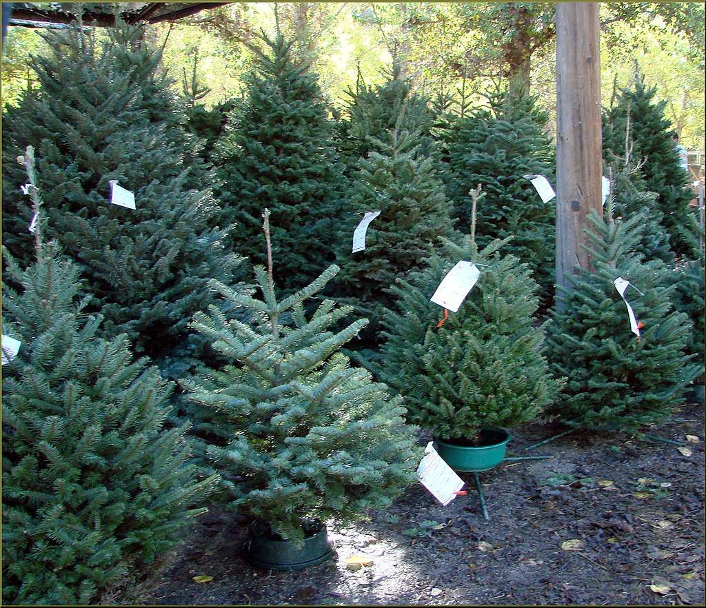abete natale