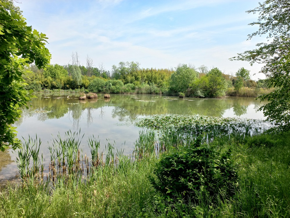 Foto 2_BPER-WWF_Valore Oasi_Vanzago (1)