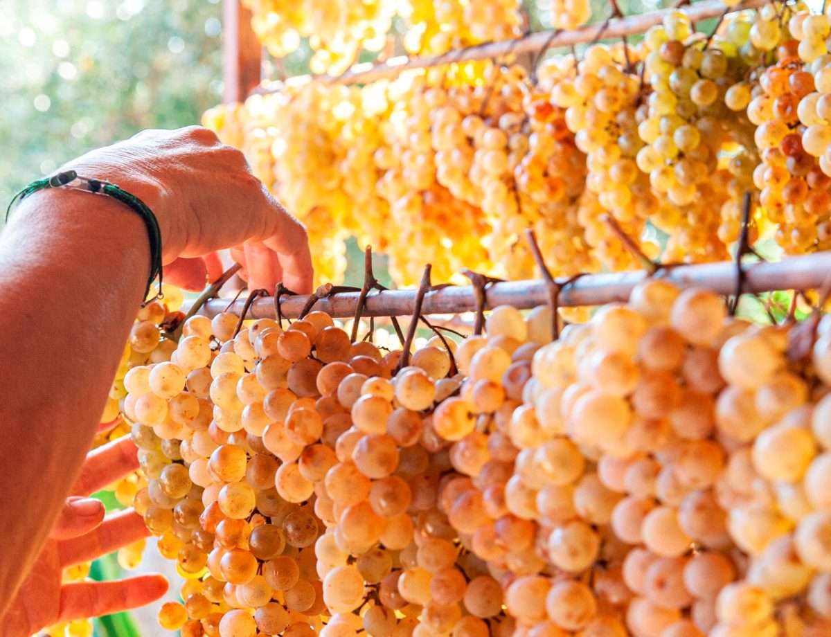 Vendemmia 2023 (1)