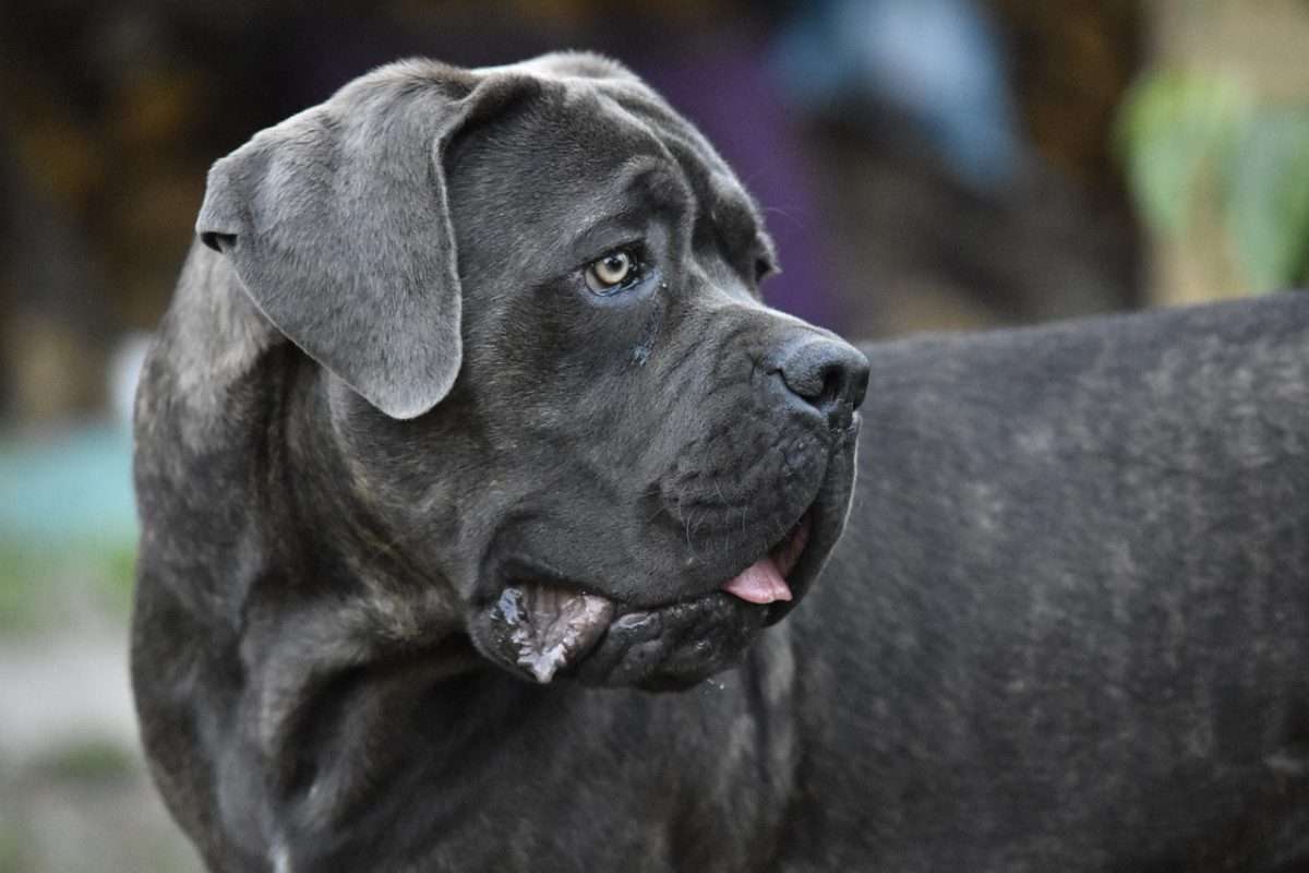 cane-corso-3925859_1280