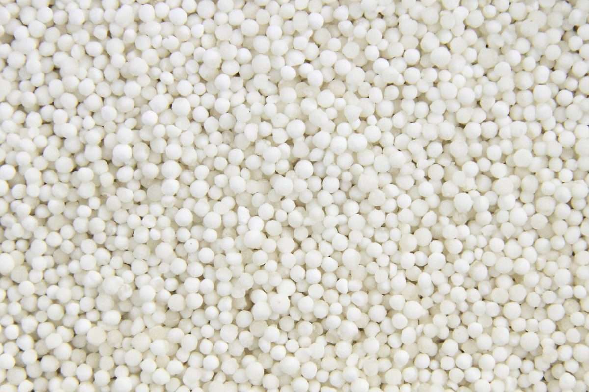 tapioca bis