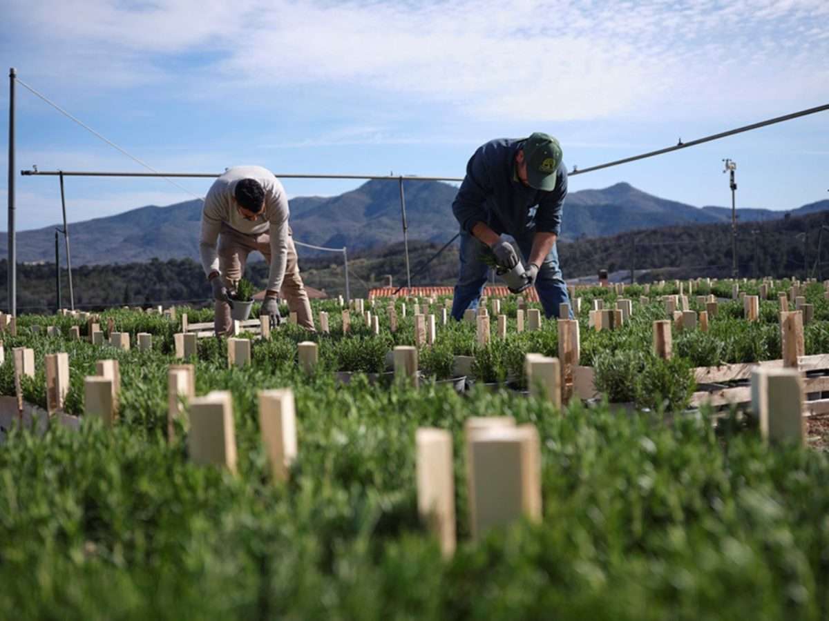 agricoltura lavoro