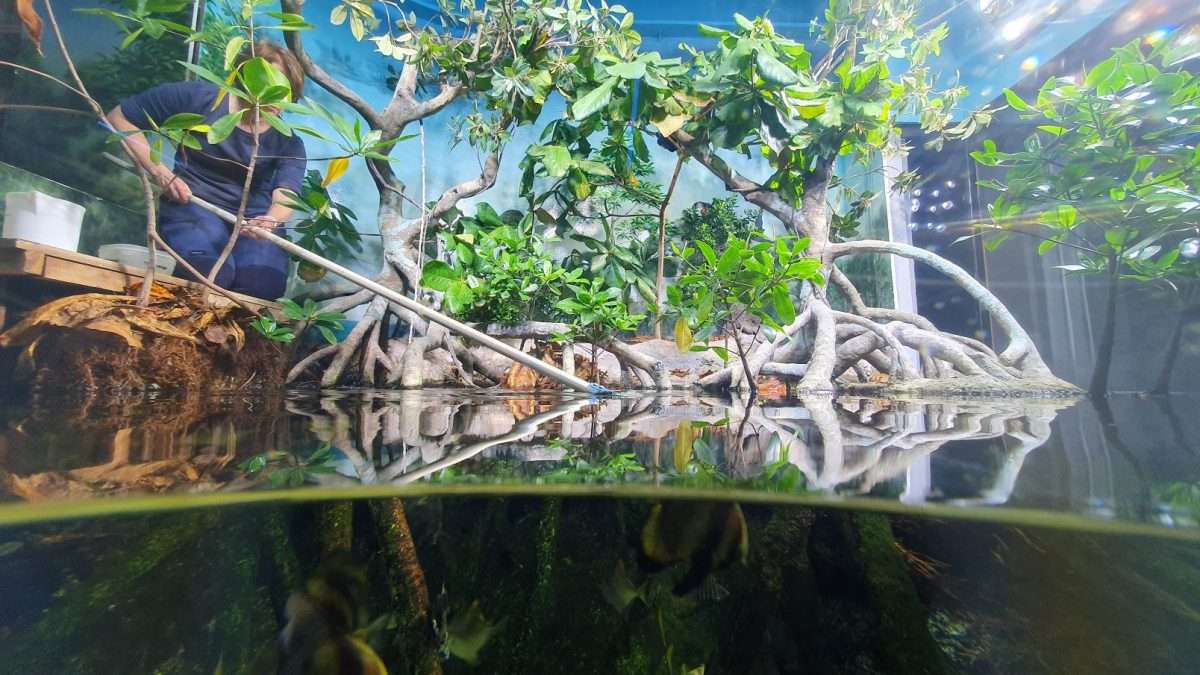 Acquario di Genova vasca mangrovie cibatura 2024 (1)