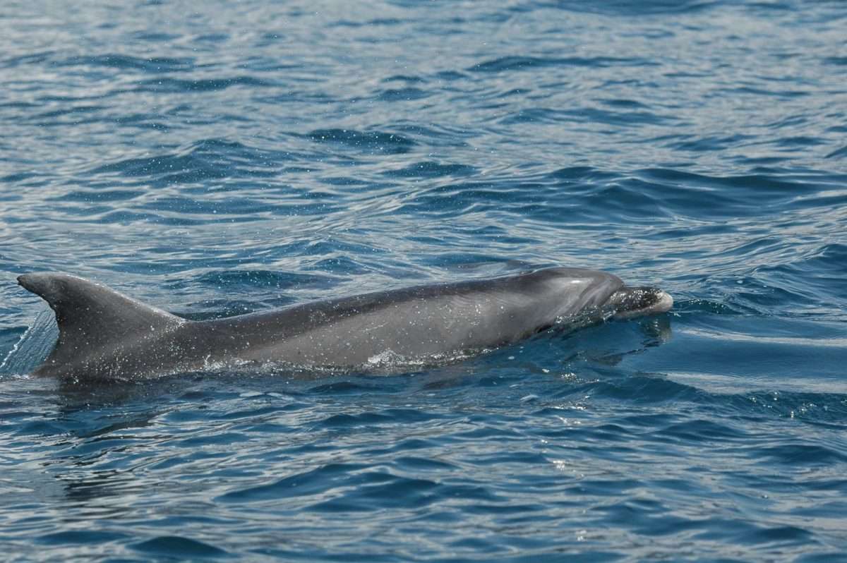 Zefiro ridotta tursiope cetacei