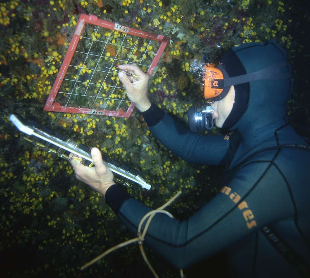 ricercatore campiona poriferi da una superficie standard