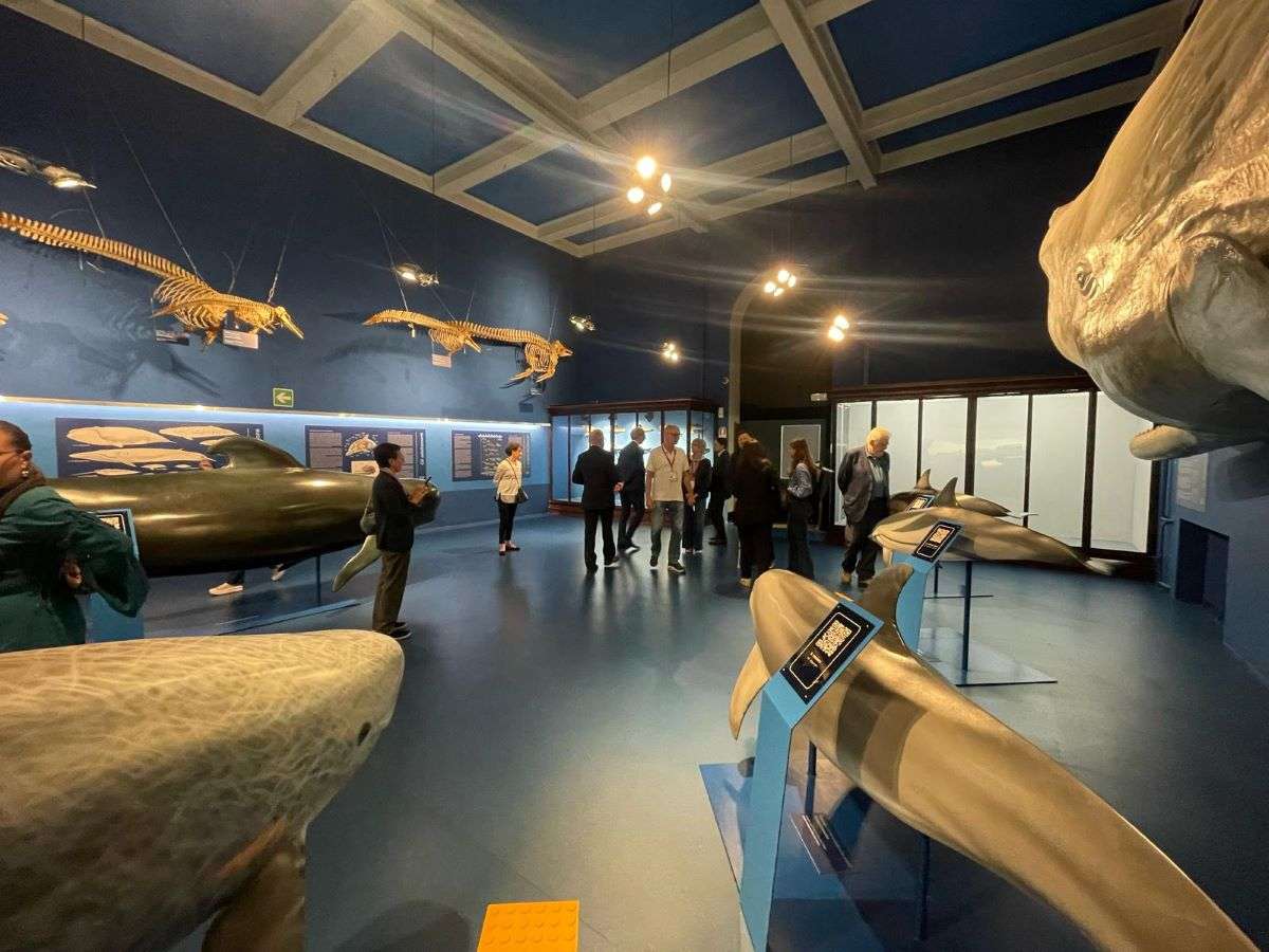 cetacei 5 museo storia naturale doria
