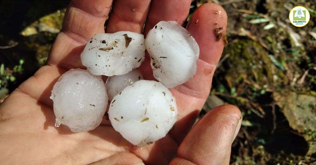 grandine maltempo agricoltura