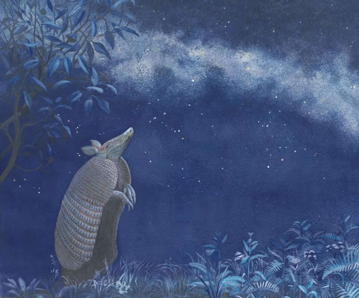 Armadillo-C.Flore aipan museo doria