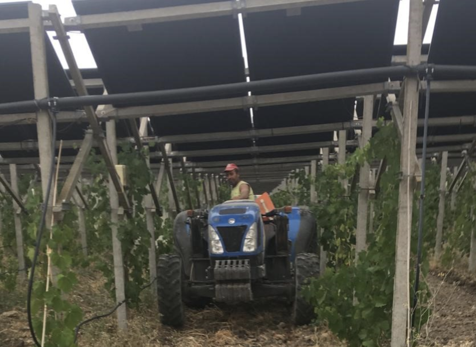 agrovoltaico